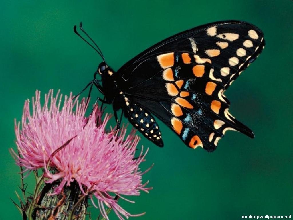 Papillons - 014